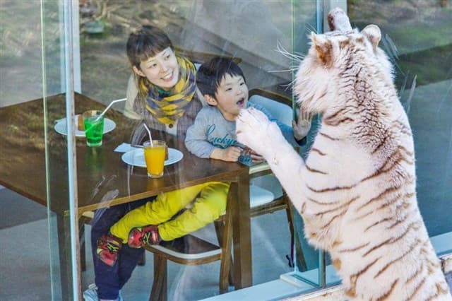 Izu Animal Kingdom: Beasts of Prey & Fun, Hot Springs and Seafood